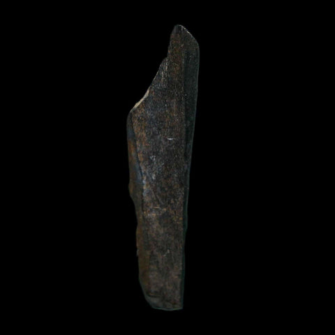 2.1" Tyrannosaurus Rex Fossil Bone Dinosaur Lance Creek Formation Wyoming COA - Fossil Age Minerals