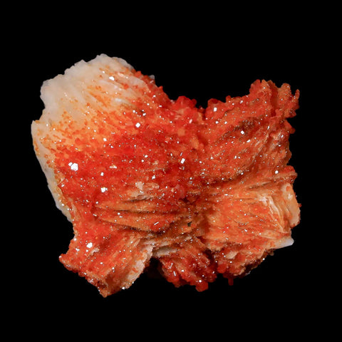 1.9" Sparkly Orange Vanadinite Crystals White Barite Blades Mineral Mabladen Morocco - Fossil Age Minerals