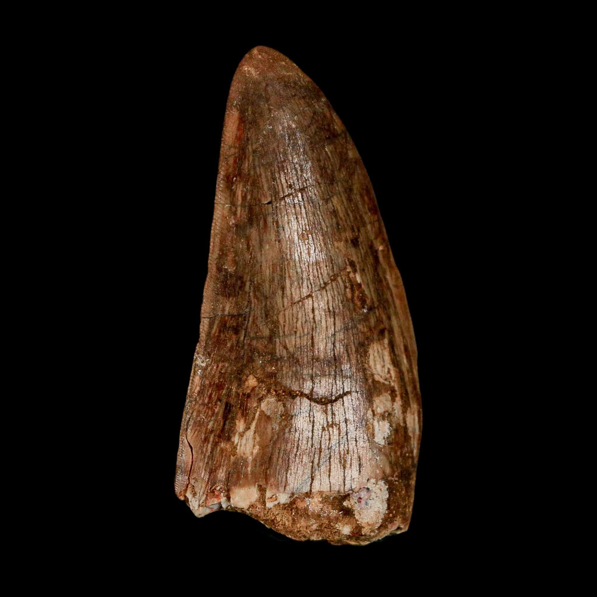 2.5" Carcharodontosaurus Serrated Fossil Tooth Cretaceous Theropod Dinosaur Display COA - Fossil Age Minerals