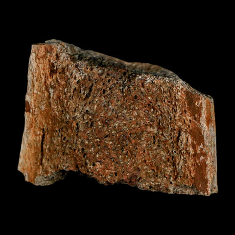 2.5" Triceratops Fossil Horn Section Lance Creek FM Cretaceous Dinosaur WY COA - Fossil Age Minerals