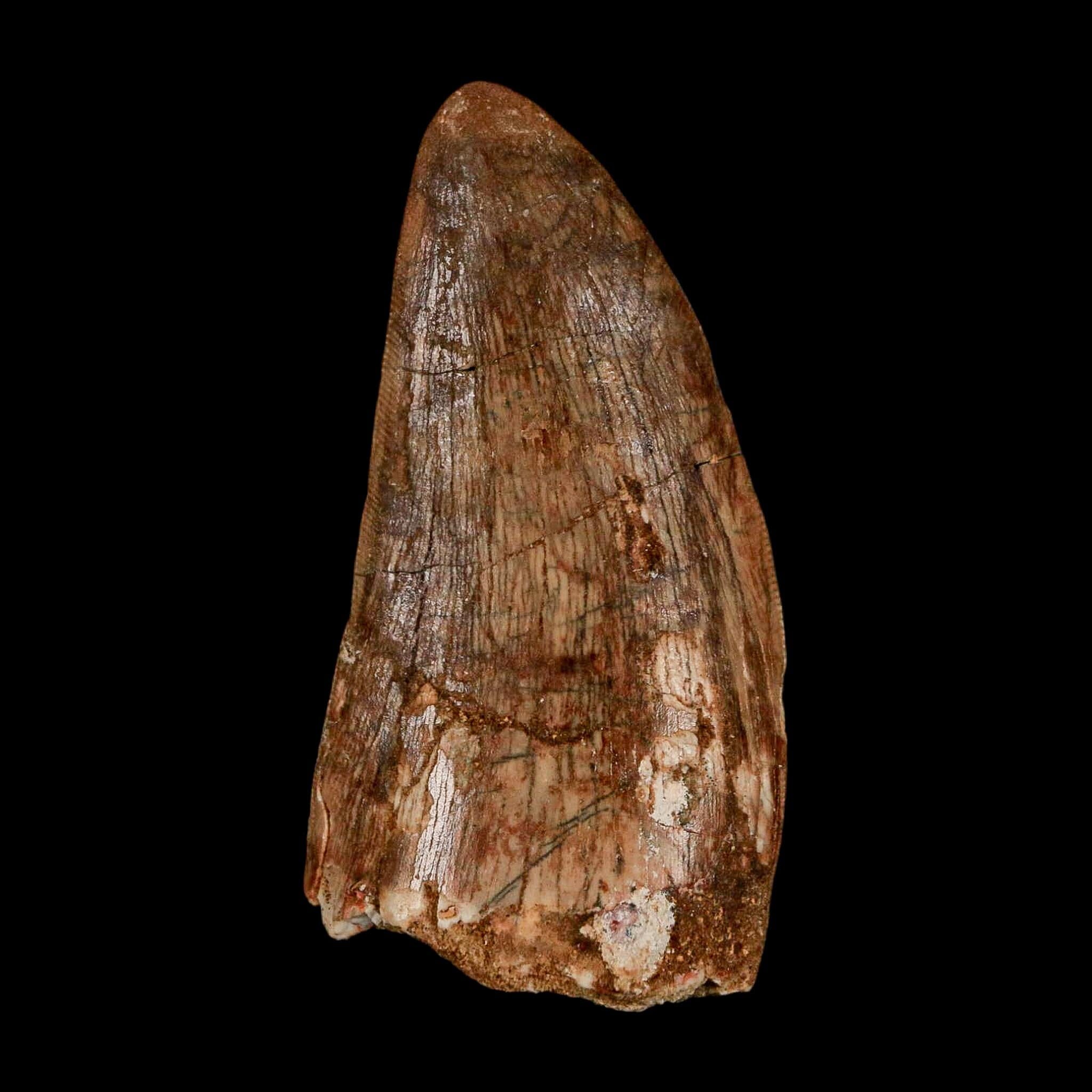 2.5" Carcharodontosaurus Serrated Fossil Tooth Cretaceous Theropod Dinosaur Display COA - Fossil Age Minerals