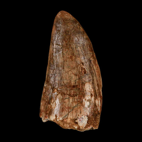 2.5" Carcharodontosaurus Serrated Fossil Tooth Cretaceous Theropod Dinosaur Display COA