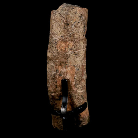 5.1 Edmontosaurus Fossil Rib Bone Hell Creek FM Cretaceous Dinosaur MT COA Stand - Fossil Age Minerals