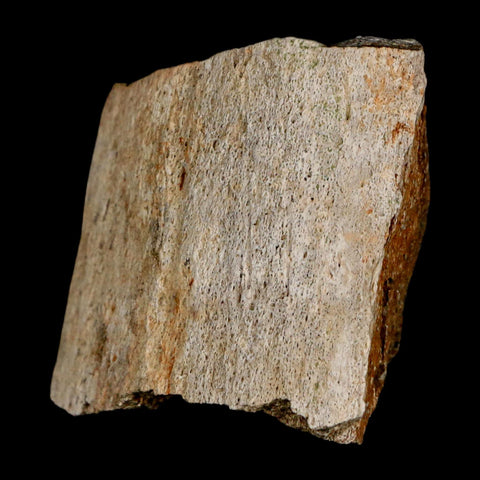 2.5" Triceratops Fossil Horn Section Lance Creek FM Cretaceous Dinosaur WY COA - Fossil Age Minerals