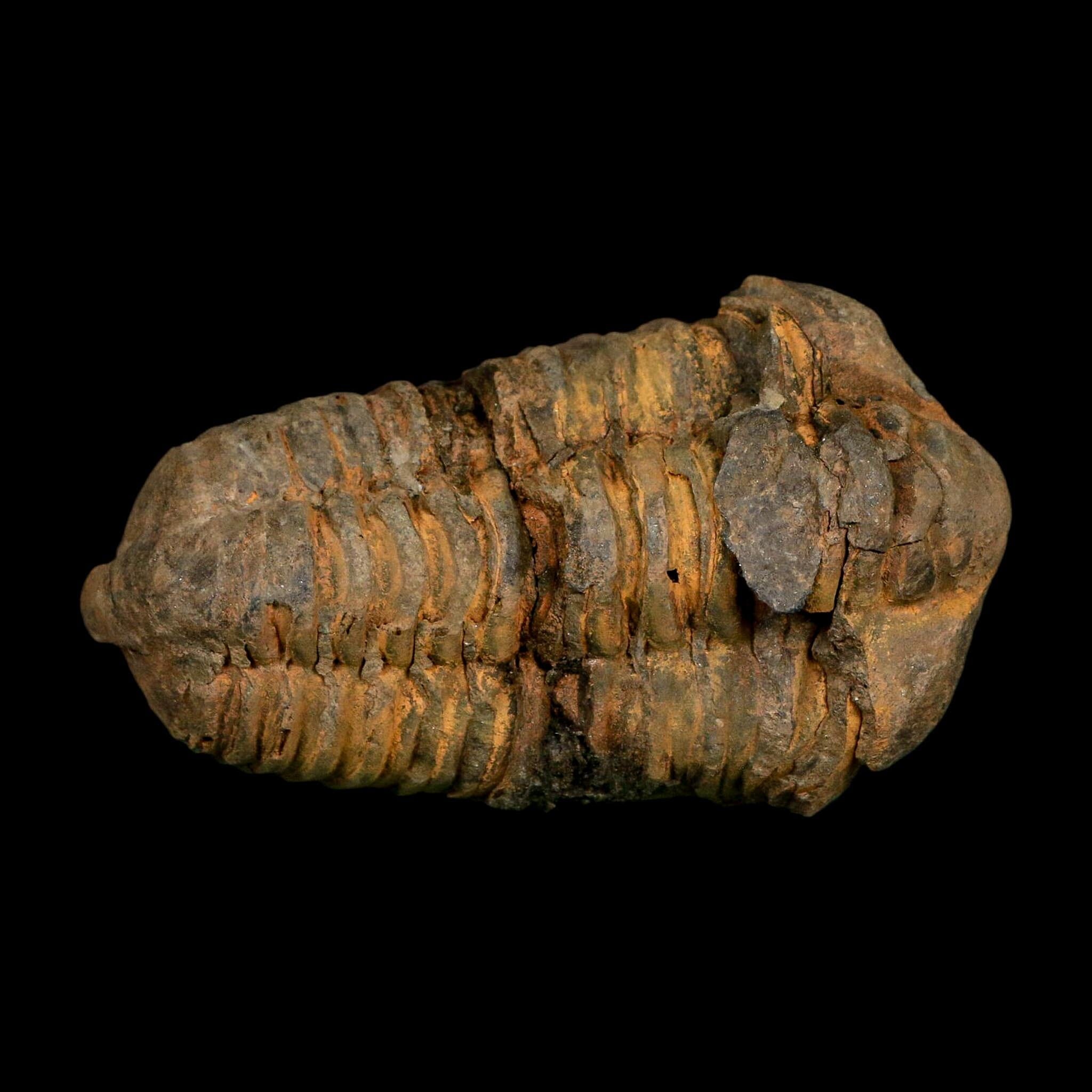 3" Flexicalymene Trilobite Fossil Ordovician Age Tazzarine Region Morocco COA - Fossil Age Minerals