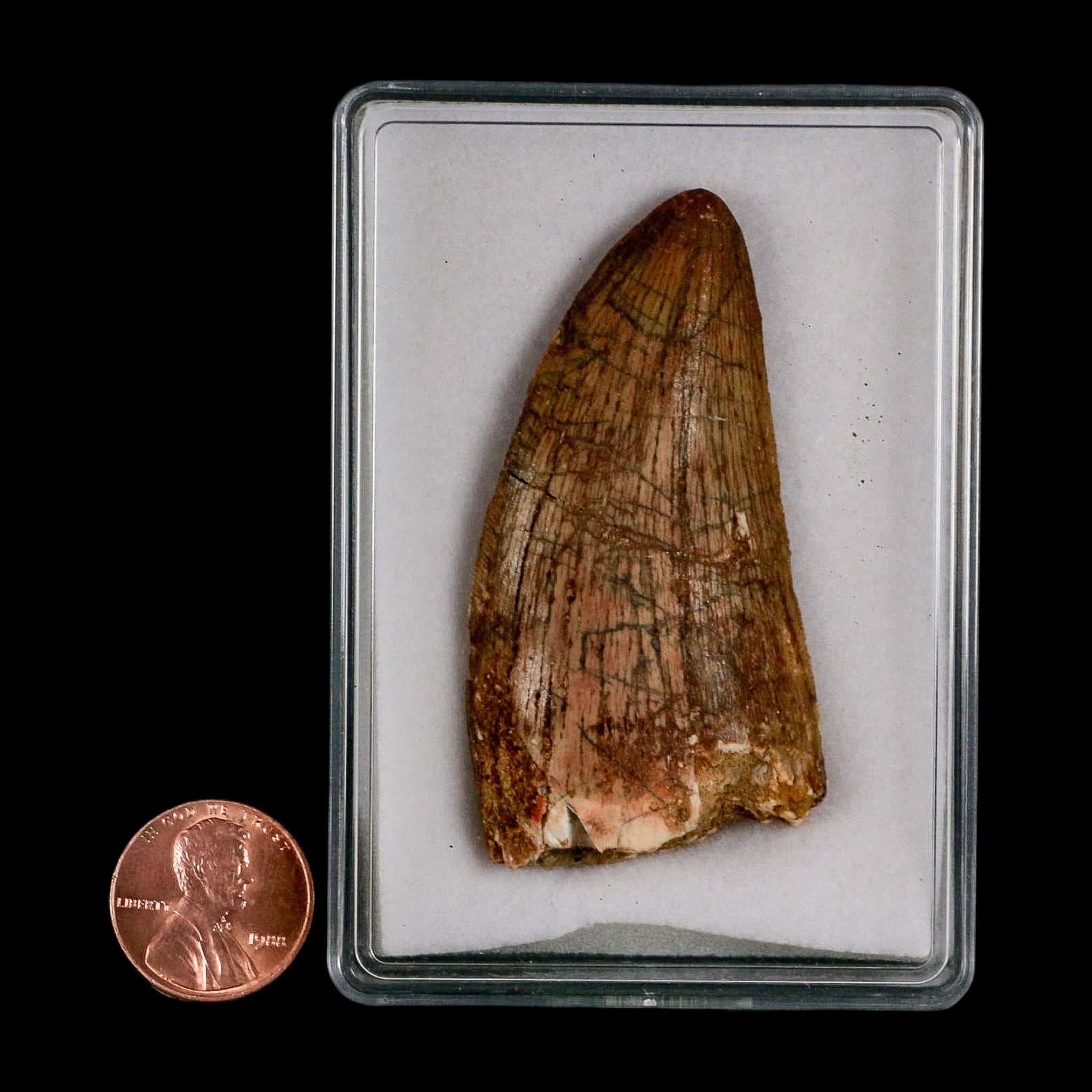 2.5" Carcharodontosaurus Serrated Fossil Tooth Cretaceous Theropod Dinosaur Display COA - Fossil Age Minerals