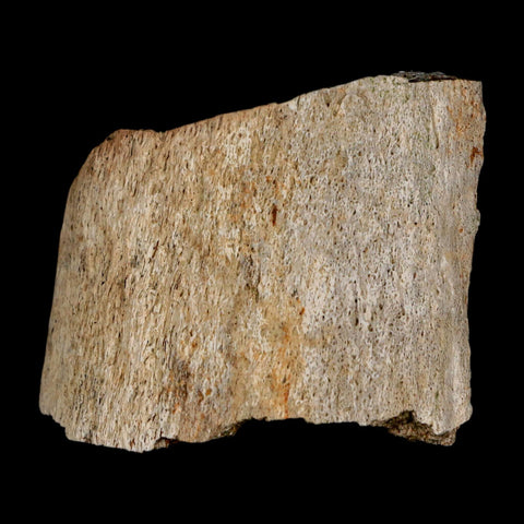 2.5" Triceratops Fossil Horn Section Lance Creek FM Cretaceous Dinosaur WY COA - Fossil Age Minerals