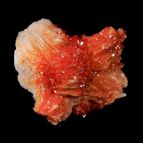 1.9" Sparkly Orange Vanadinite Crystals White Barite Blades Mineral Mabladen Morocco - Fossil Age Minerals