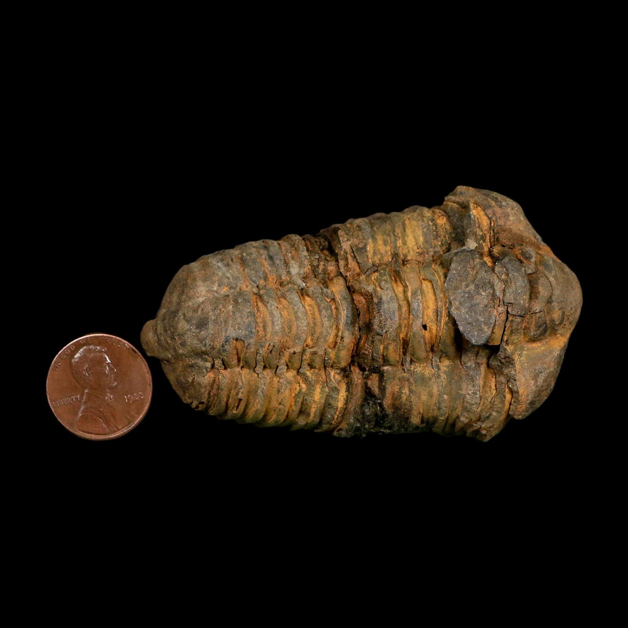 3" Flexicalymene Trilobite Fossil Ordovician Age Tazzarine Region Morocco COA - Fossil Age Minerals