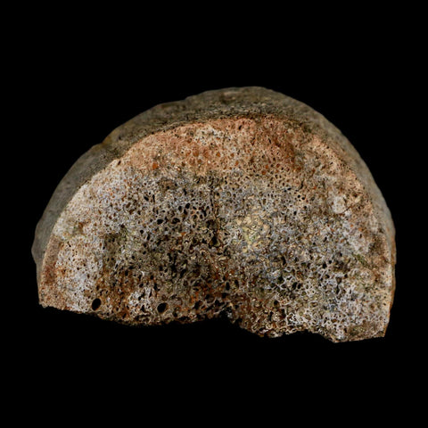 2.5" Triceratops Fossil Horn Section Lance Creek FM Cretaceous Dinosaur WY COA - Fossil Age Minerals