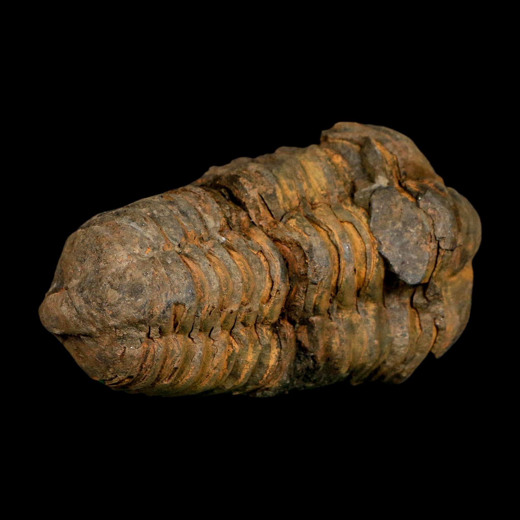 3" Flexicalymene Trilobite Fossil Ordovician Age Tazzarine Region Morocco COA - Fossil Age Minerals
