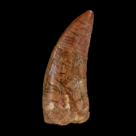 XL 2.8" Carcharodontosaurus Serrated Fossil Tooth Cretaceous Theropod Dinosaur Display COA