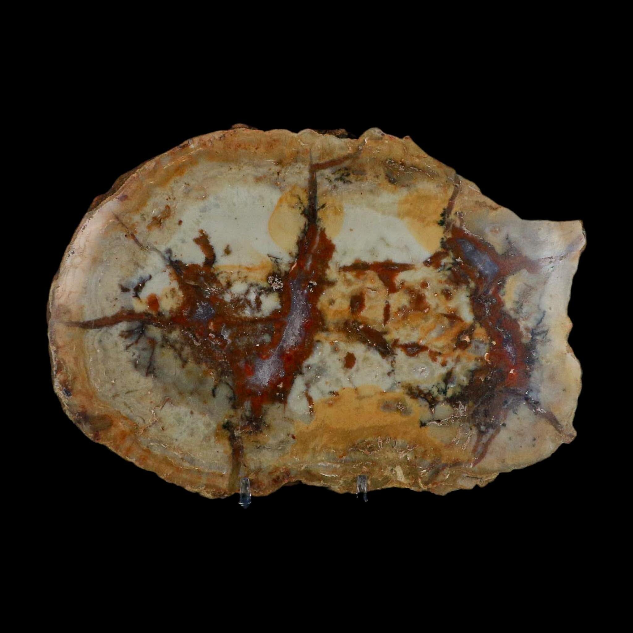 7.3" Dinosaur Coprolite Fossil Polished Slab Specimen Poop Dung Harry Mountain Utah - Fossil Age Minerals