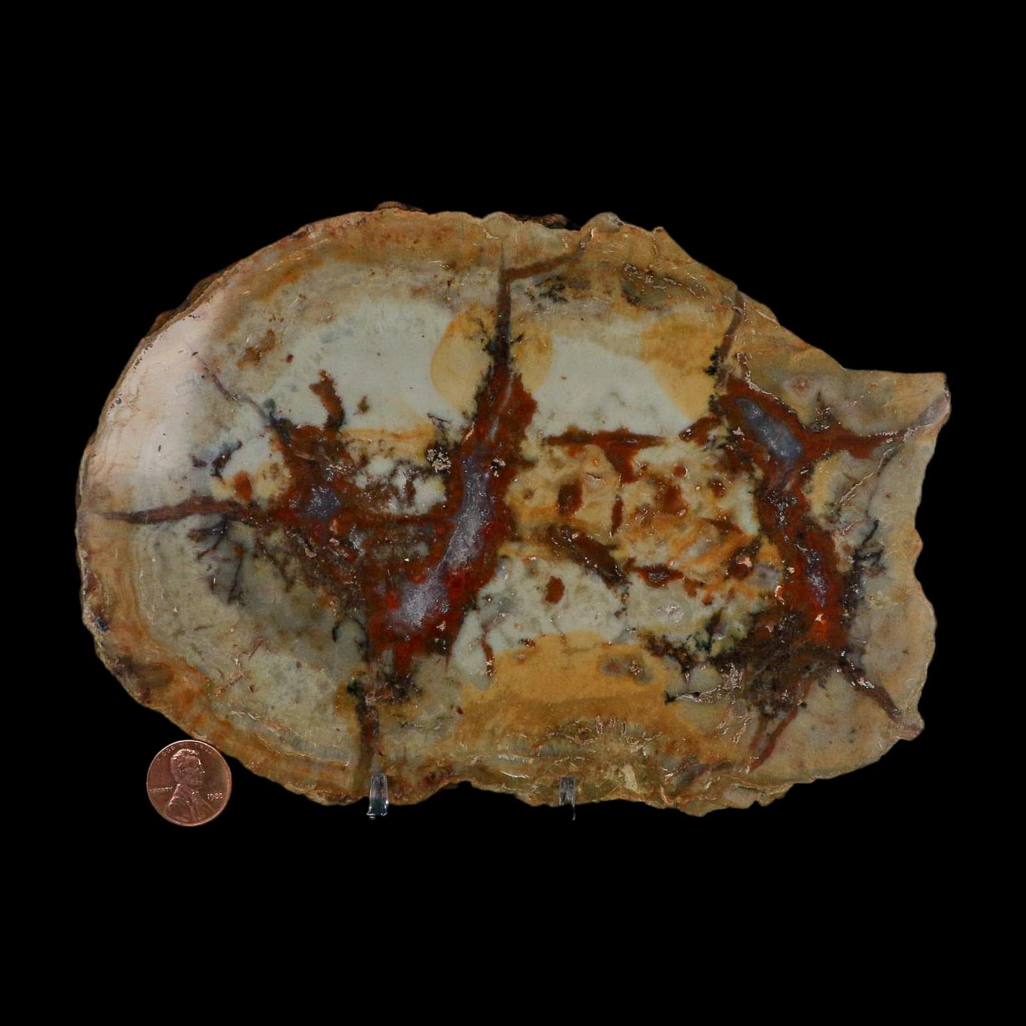 7.3" Dinosaur Coprolite Fossil Polished Slab Specimen Poop Dung Harry Mountain Utah - Fossil Age Minerals