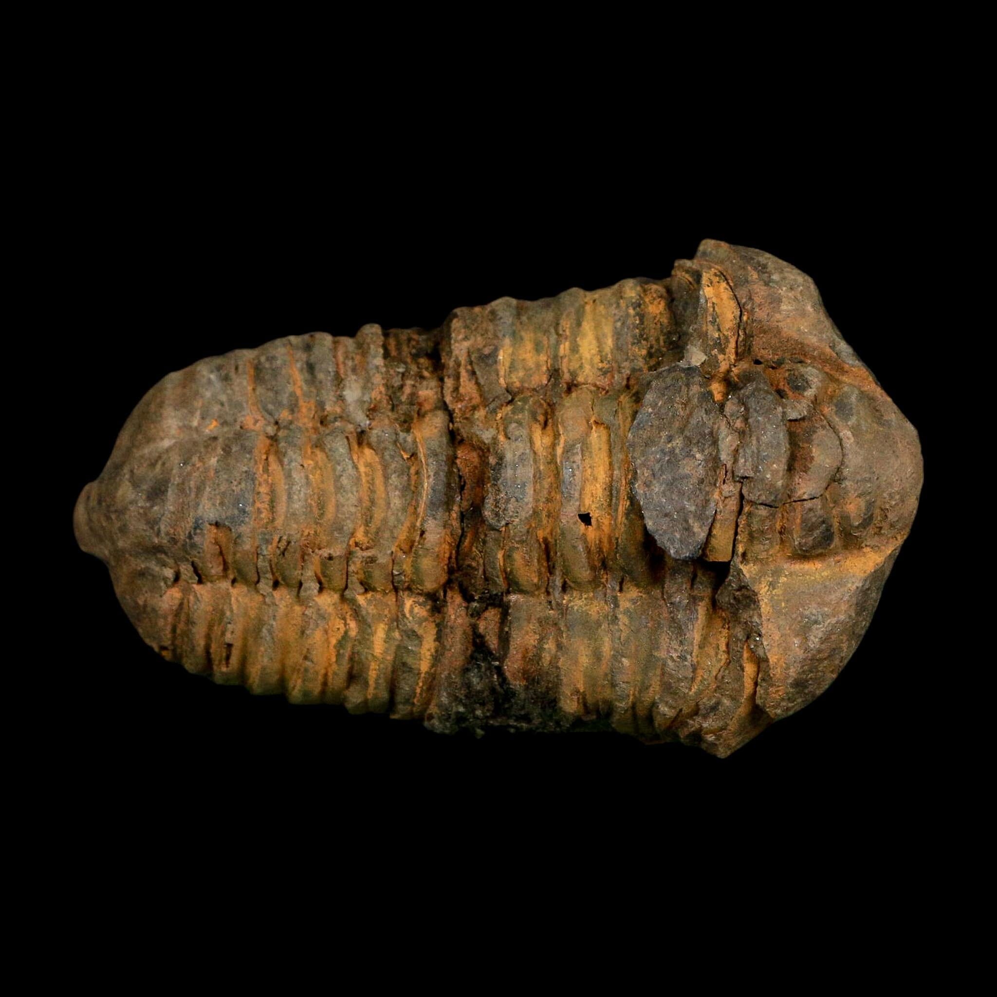 3" Flexicalymene Trilobite Fossil Ordovician Age Tazzarine Region Morocco COA - Fossil Age Minerals