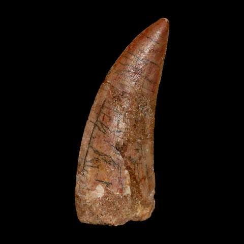 XL 2.8" Carcharodontosaurus Serrated Fossil Tooth Cretaceous Theropod Dinosaur Display COA