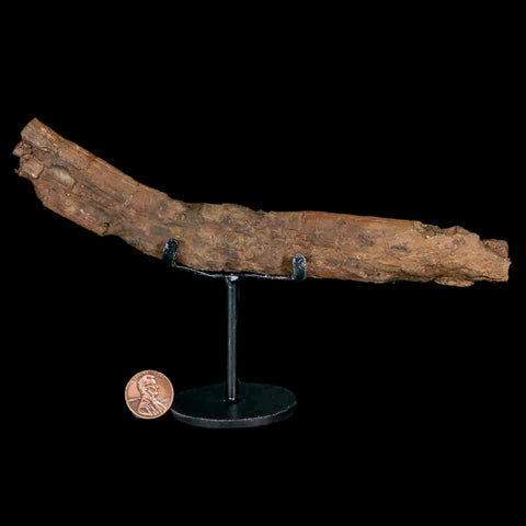 7.7" Dromaeosaurus Raptor Fossil Rib Bone Cretaceous Dinosaur Hell Creek MT COA - Fossil Age Minerals