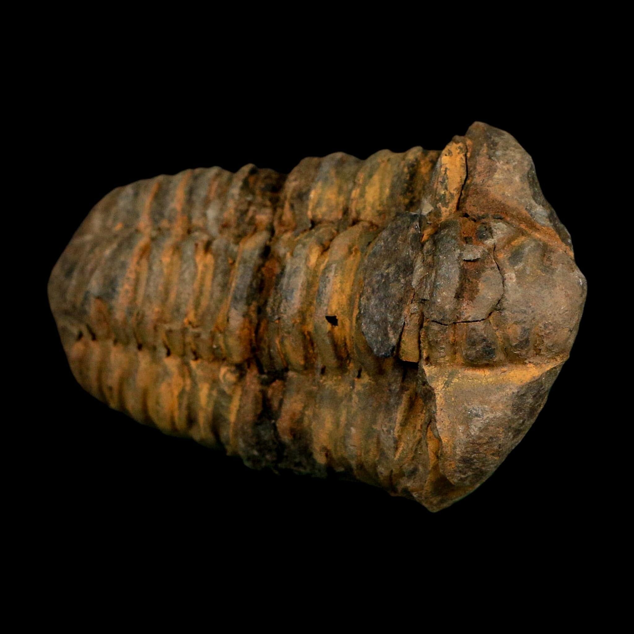 3" Flexicalymene Trilobite Fossil Ordovician Age Tazzarine Region Morocco COA - Fossil Age Minerals