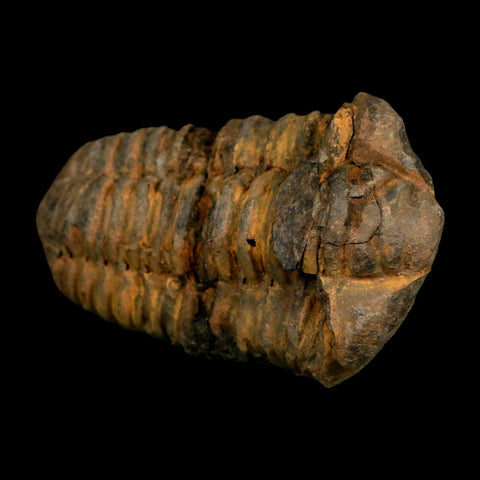 3" Flexicalymene Trilobite Fossil Ordovician Age Tazzarine Region Morocco COA