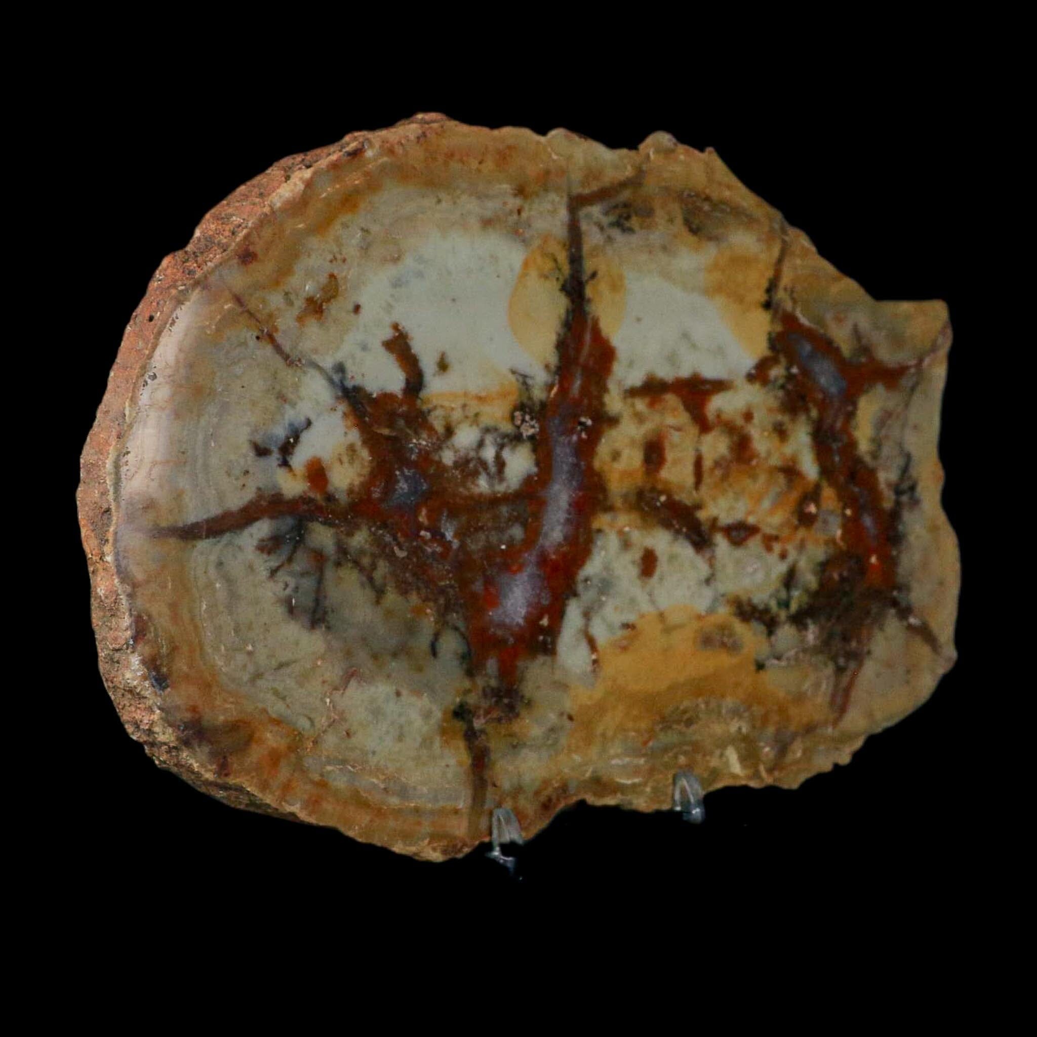 7.3" Dinosaur Coprolite Fossil Polished Slab Specimen Poop Dung Harry Mountain Utah - Fossil Age Minerals