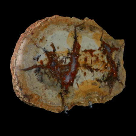 7.3" Dinosaur Coprolite Fossil Polished Slab Specimen Poop Dung Harry Mountain Utah