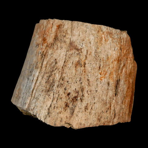 2.5" Triceratops Fossil Horn Section Lance Creek FM Cretaceous Dinosaur WY COA - Fossil Age Minerals