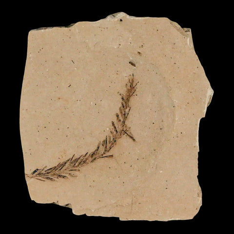 1.9" Detailed Fossil Plant Leafs Metasequoia Dawn Redwood Oligocene Age MT COA - Fossil Age Minerals