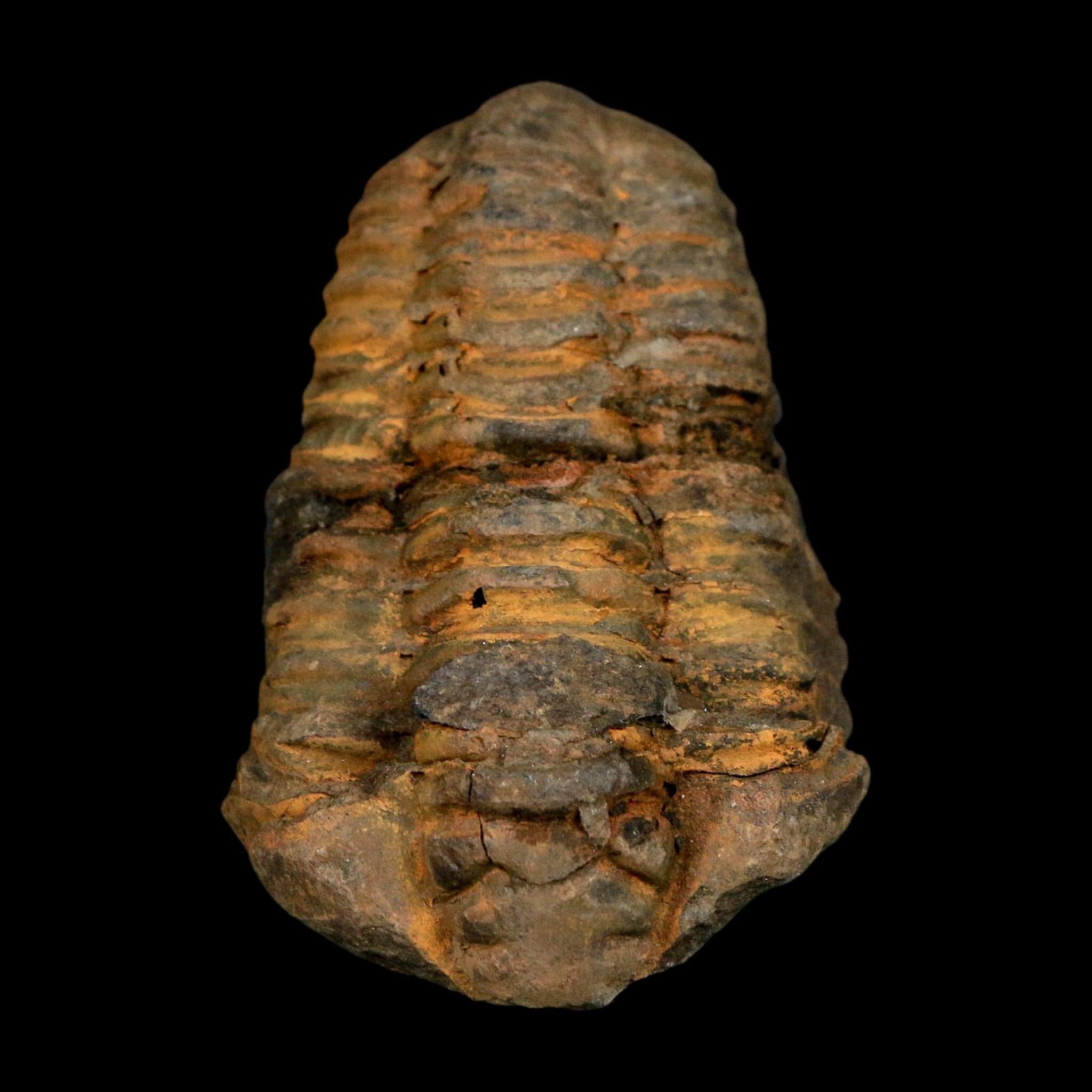 3" Flexicalymene Trilobite Fossil Ordovician Age Tazzarine Region Morocco COA - Fossil Age Minerals