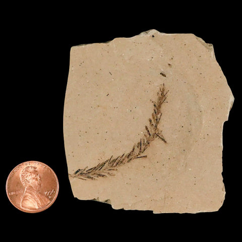 1.9" Detailed Fossil Plant Leafs Metasequoia Dawn Redwood Oligocene Age MT COA - Fossil Age Minerals