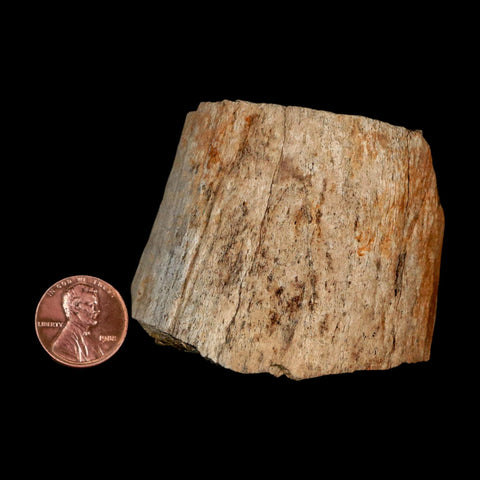 2.5" Triceratops Fossil Horn Section Lance Creek FM Cretaceous Dinosaur WY COA - Fossil Age Minerals