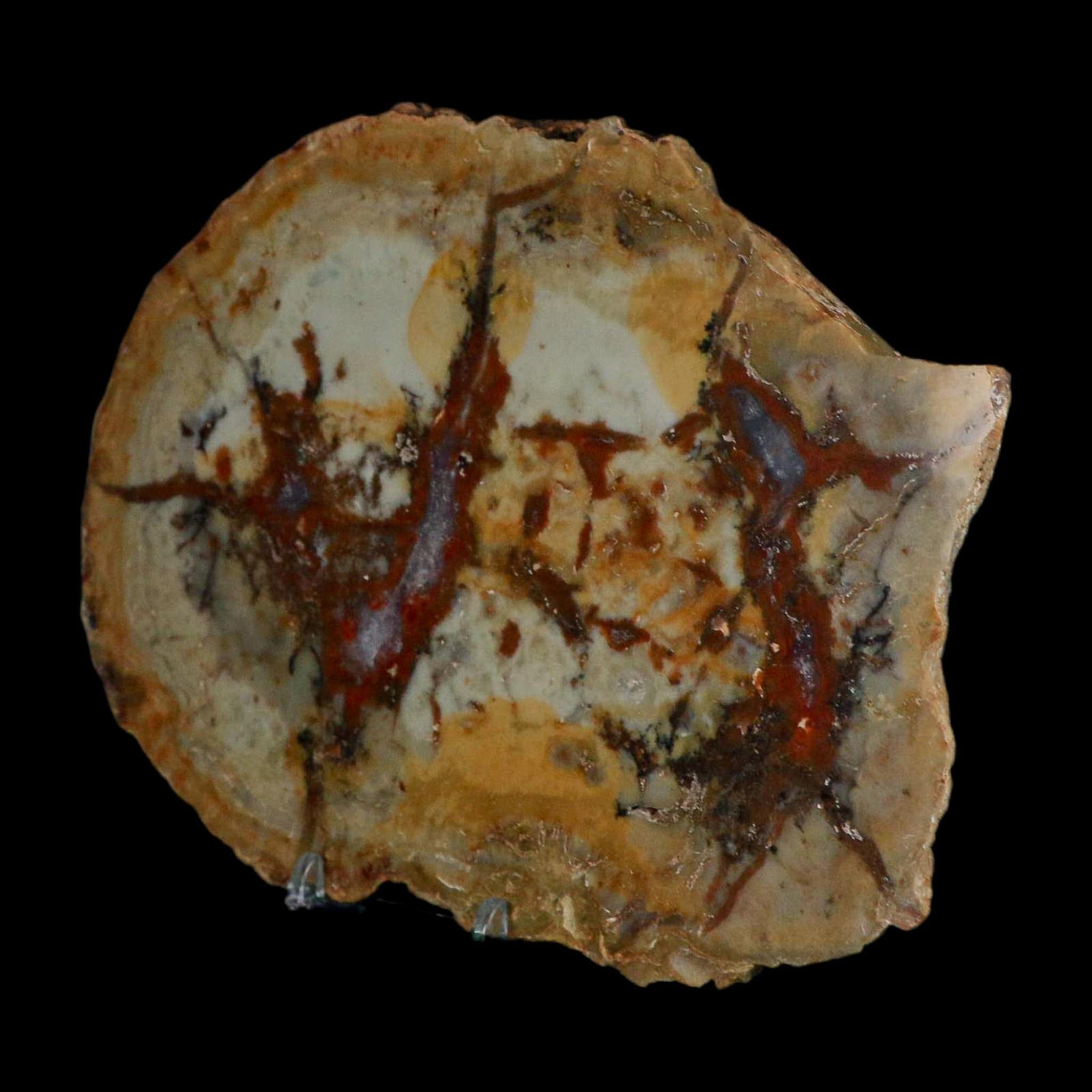 7.3" Dinosaur Coprolite Fossil Polished Slab Specimen Poop Dung Harry Mountain Utah - Fossil Age Minerals
