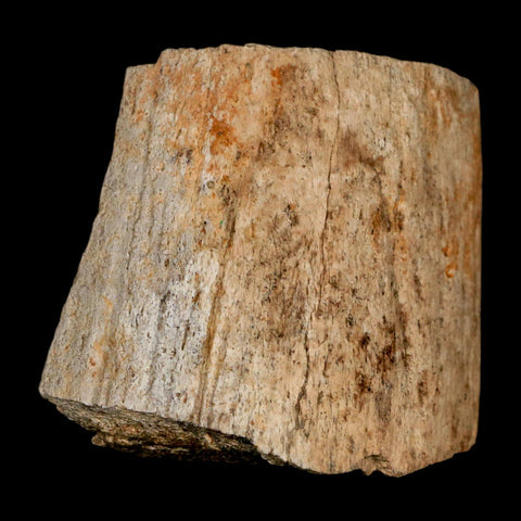 2.5" Triceratops Fossil Horn Section Lance Creek FM Cretaceous Dinosaur WY COA - Fossil Age Minerals