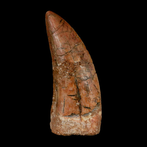 XL 2.8" Carcharodontosaurus Serrated Fossil Tooth Cretaceous Theropod Dinosaur Display COA