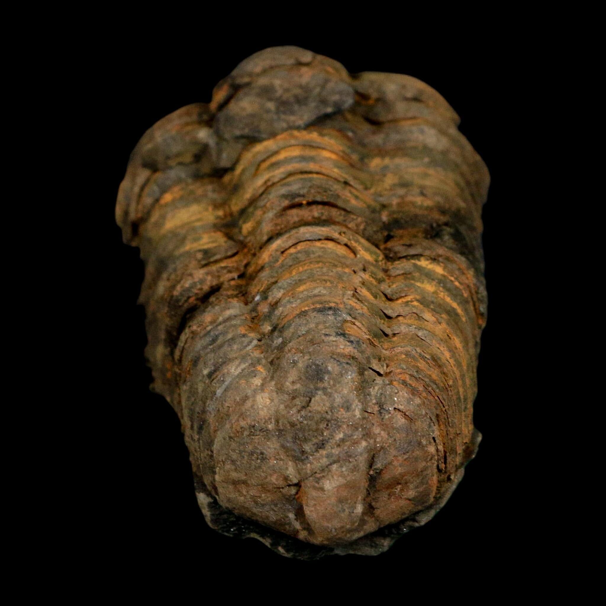 3" Flexicalymene Trilobite Fossil Ordovician Age Tazzarine Region Morocco COA - Fossil Age Minerals