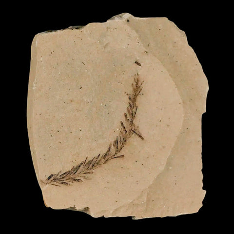 1.9" Detailed Fossil Plant Leafs Metasequoia Dawn Redwood Oligocene Age MT COA - Fossil Age Minerals