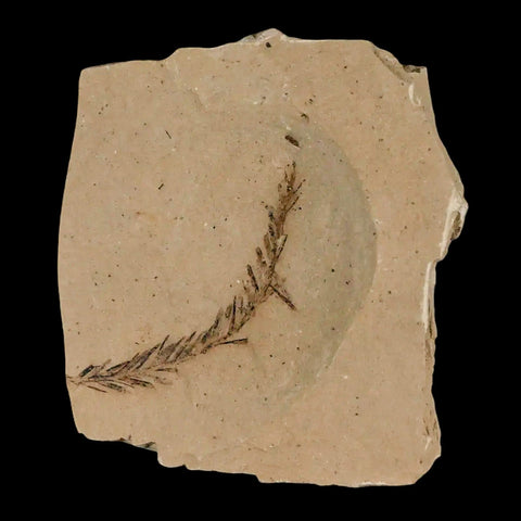 1.9" Detailed Fossil Plant Leafs Metasequoia Dawn Redwood Oligocene Age MT COA - Fossil Age Minerals