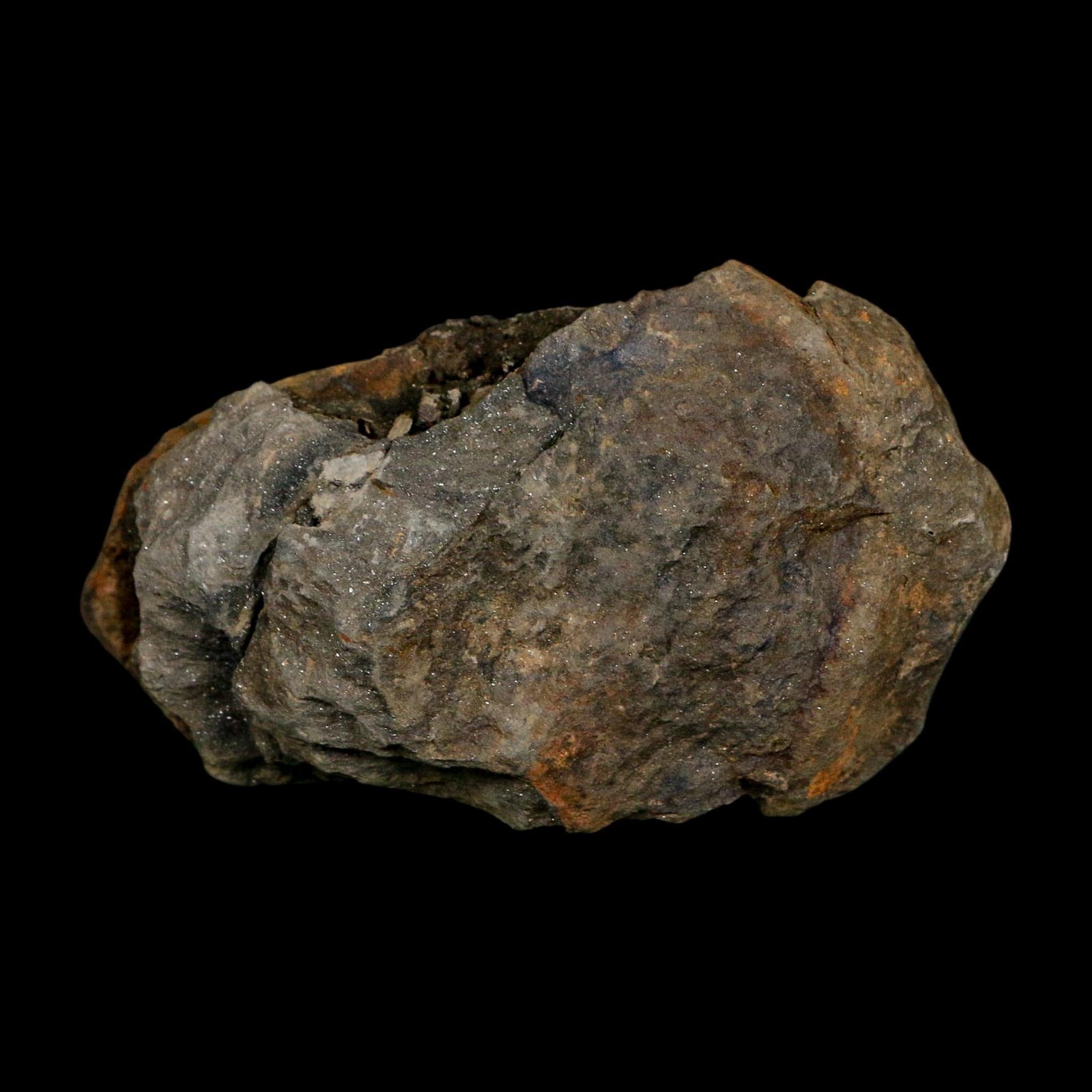 3" Flexicalymene Trilobite Fossil Ordovician Age Tazzarine Region Morocco COA - Fossil Age Minerals