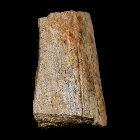 2.5" Triceratops Fossil Horn Section Lance Creek FM Cretaceous Dinosaur WY COA - Fossil Age Minerals