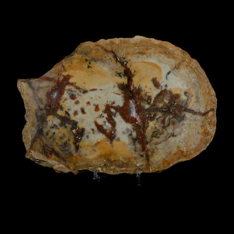 7.3" Dinosaur Coprolite Fossil Polished Slab Specimen Poop Dung Harry Mountain Utah - Fossil Age Minerals