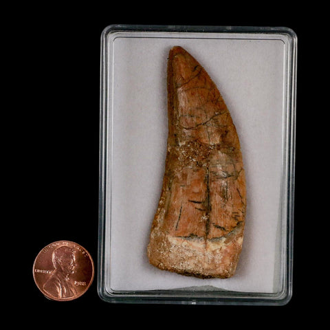 XL 2.8" Carcharodontosaurus Serrated Fossil Tooth Cretaceous Theropod Dinosaur Display COA