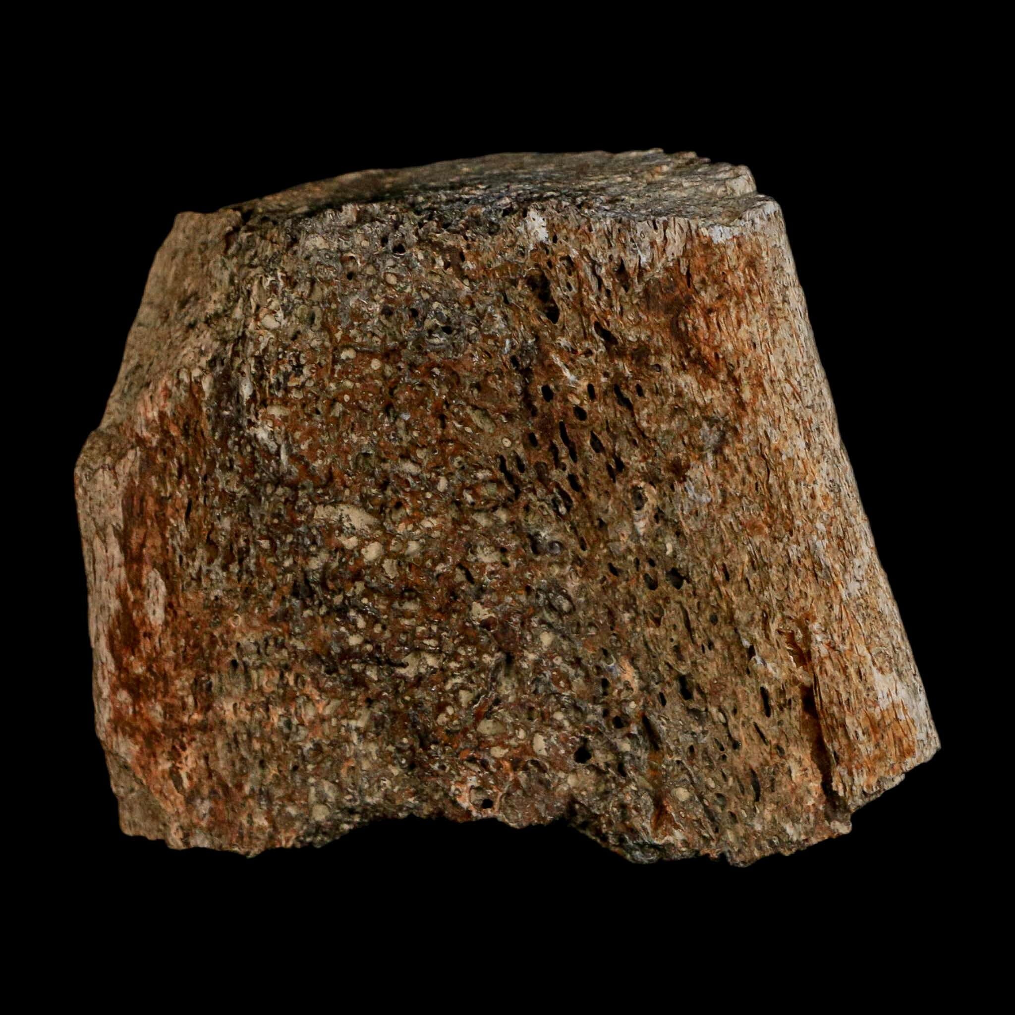 2.5" Triceratops Fossil Horn Section Lance Creek FM Cretaceous Dinosaur WY COA - Fossil Age Minerals