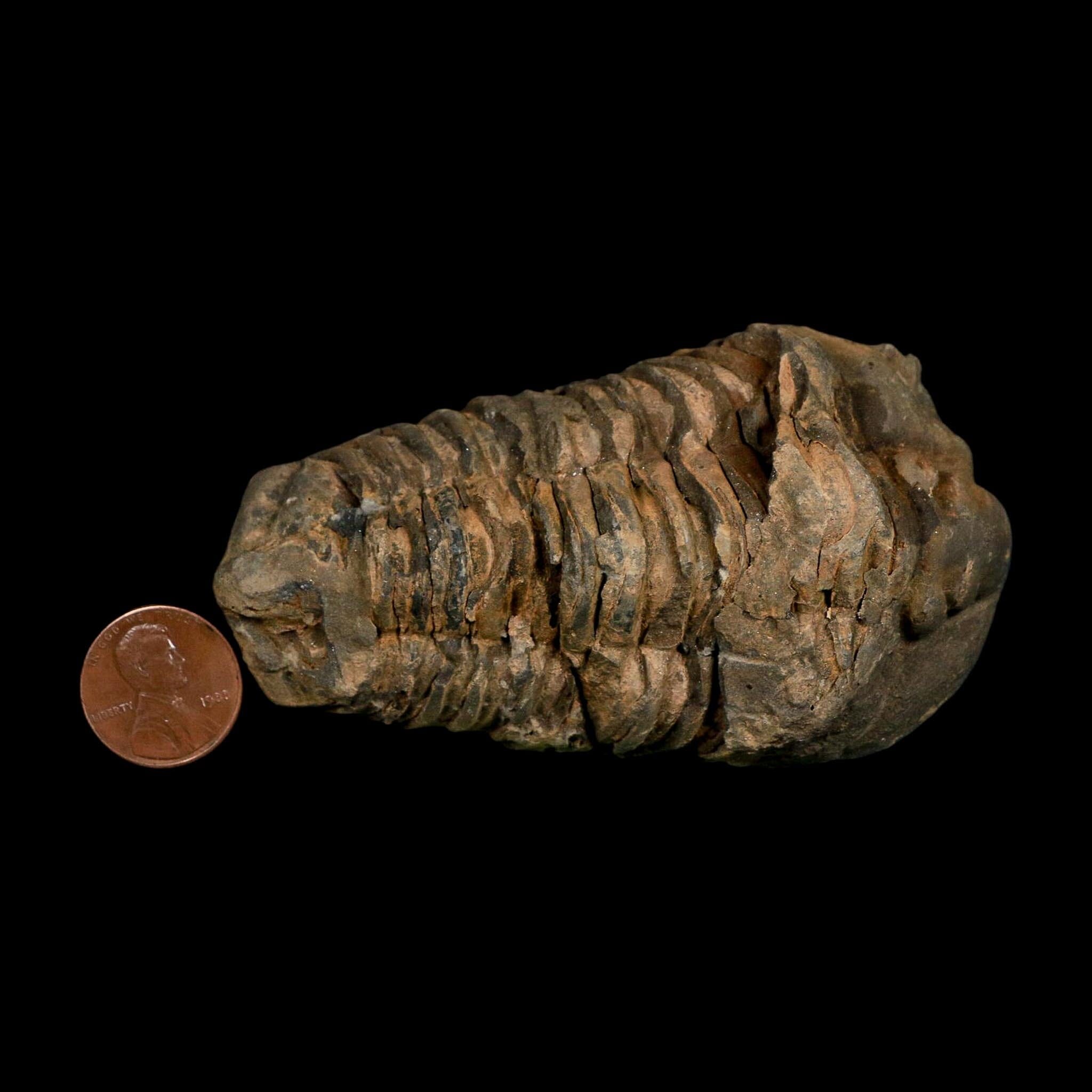 3.6" Flexicalymene Trilobite Fossil Ordovician Age Tazzarine Region Morocco COA - Fossil Age Minerals
