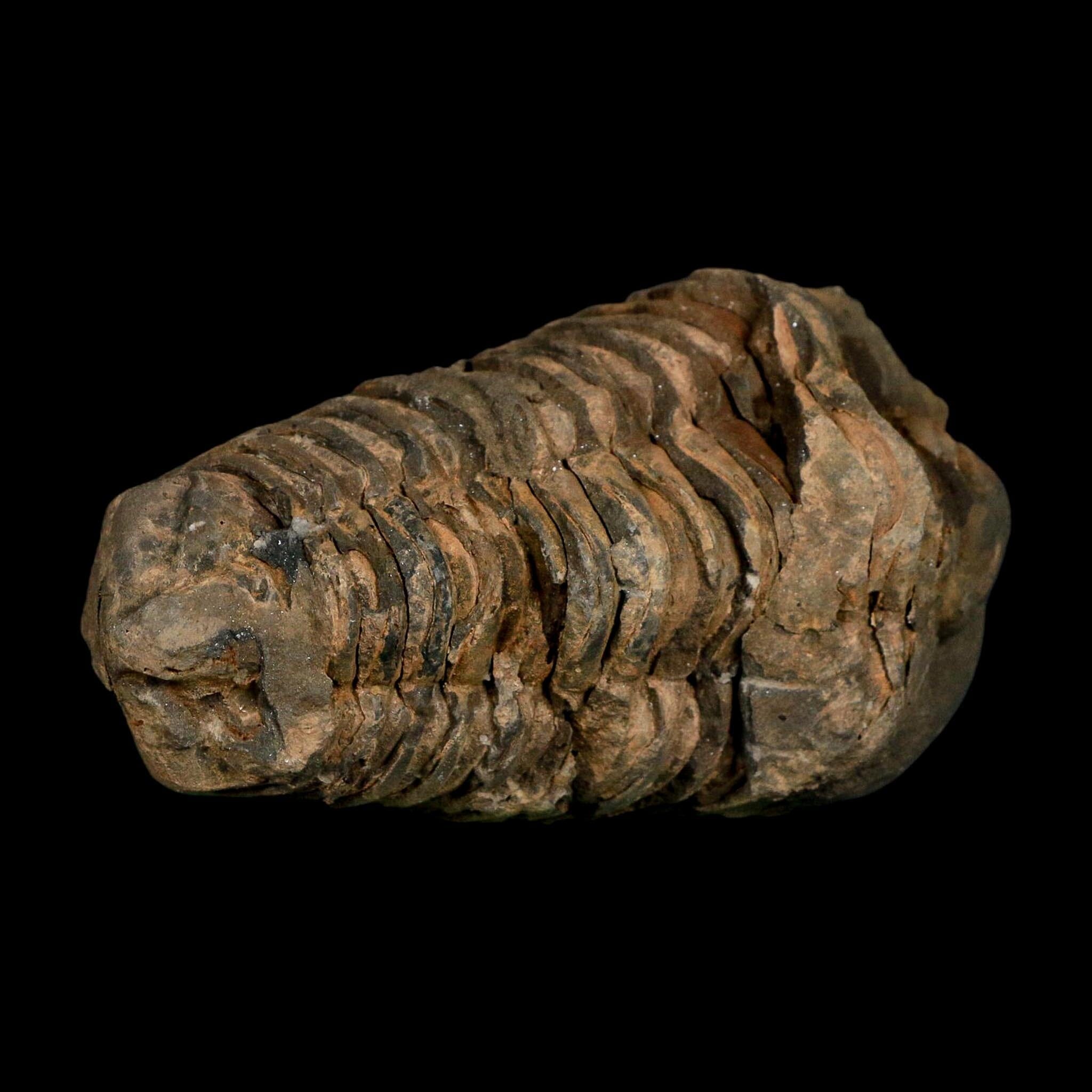 3.6" Flexicalymene Trilobite Fossil Ordovician Age Tazzarine Region Morocco COA - Fossil Age Minerals