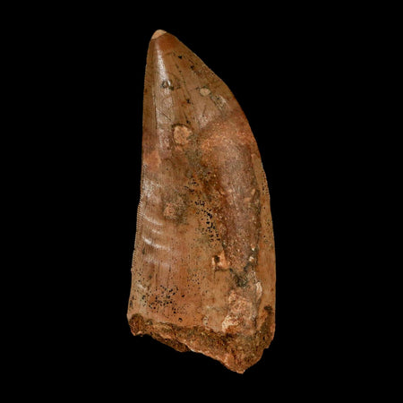 XL 3.2" Carcharodontosaurus Serrated Fossil Tooth Cretaceous Theropod Dinosaur COA