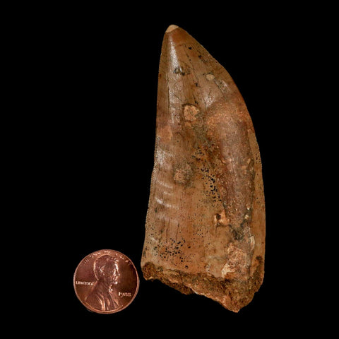 XL 3.2" Carcharodontosaurus Serrated Fossil Tooth Cretaceous Theropod Dinosaur COA