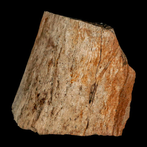 2.5" Triceratops Fossil Horn Section Lance Creek FM Cretaceous Dinosaur WY COA - Fossil Age Minerals