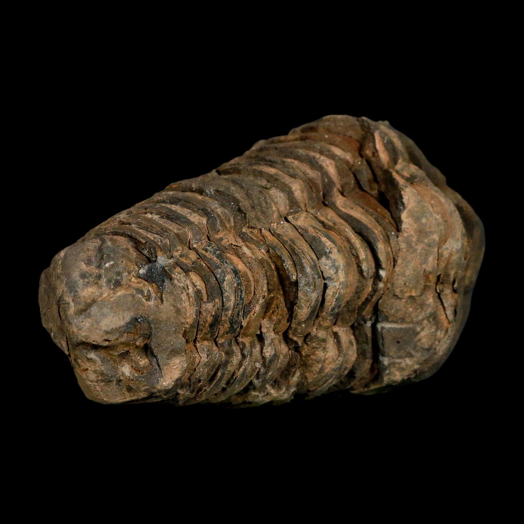 3.6" Flexicalymene Trilobite Fossil Ordovician Age Tazzarine Region Morocco COA - Fossil Age Minerals