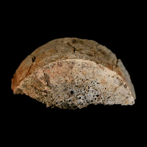 2.5" Triceratops Fossil Horn Section Lance Creek FM Cretaceous Dinosaur WY COA - Fossil Age Minerals