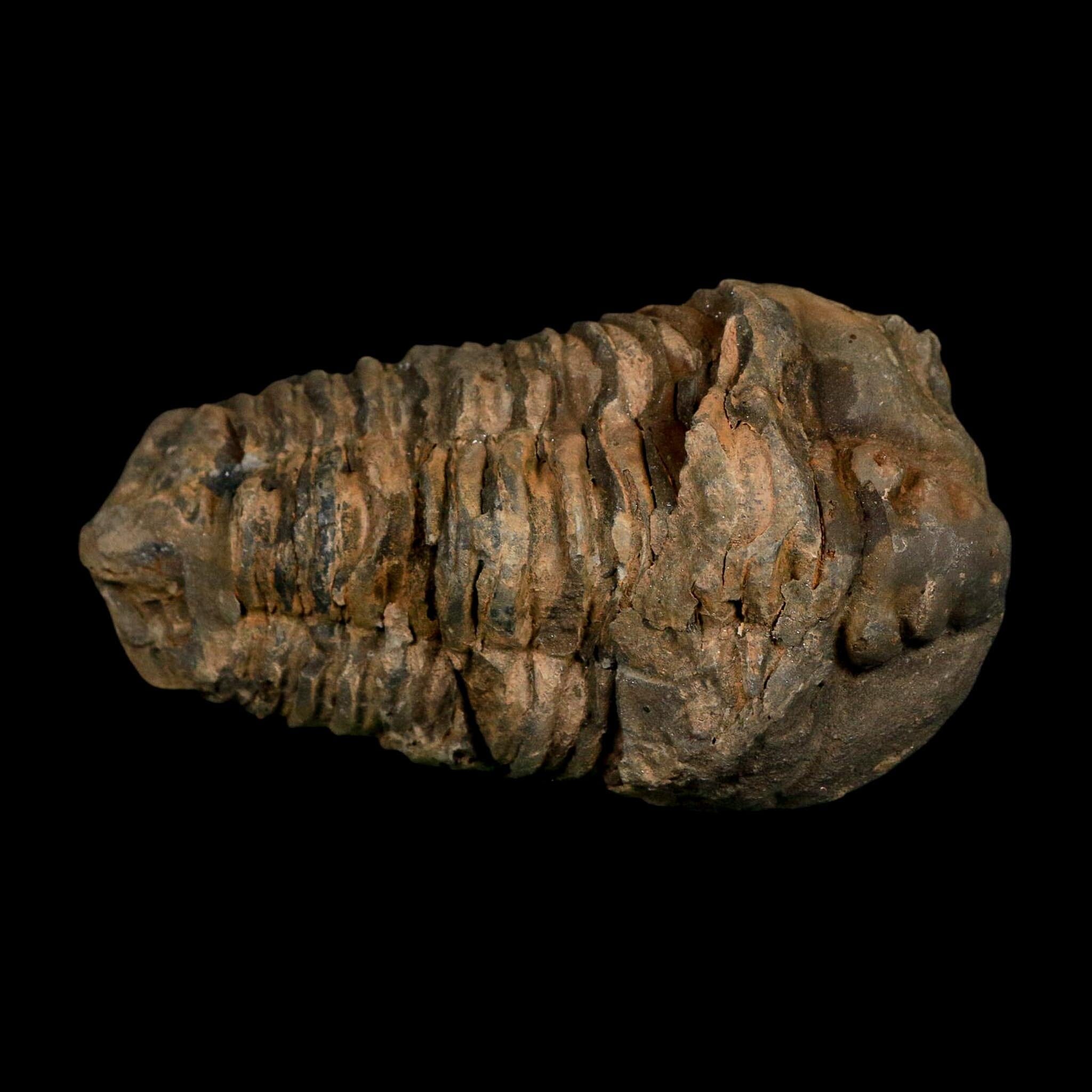 3.6" Flexicalymene Trilobite Fossil Ordovician Age Tazzarine Region Morocco COA - Fossil Age Minerals