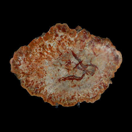 8" Dinosaur Coprolite Fossil Polished Slab Specimen Poop Dung Harry Mountain Utah